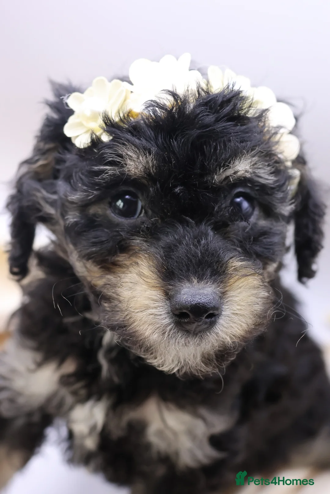 Cockapoo dogs for sale: Cute Miniature Cockapoo Babies - Advert 10