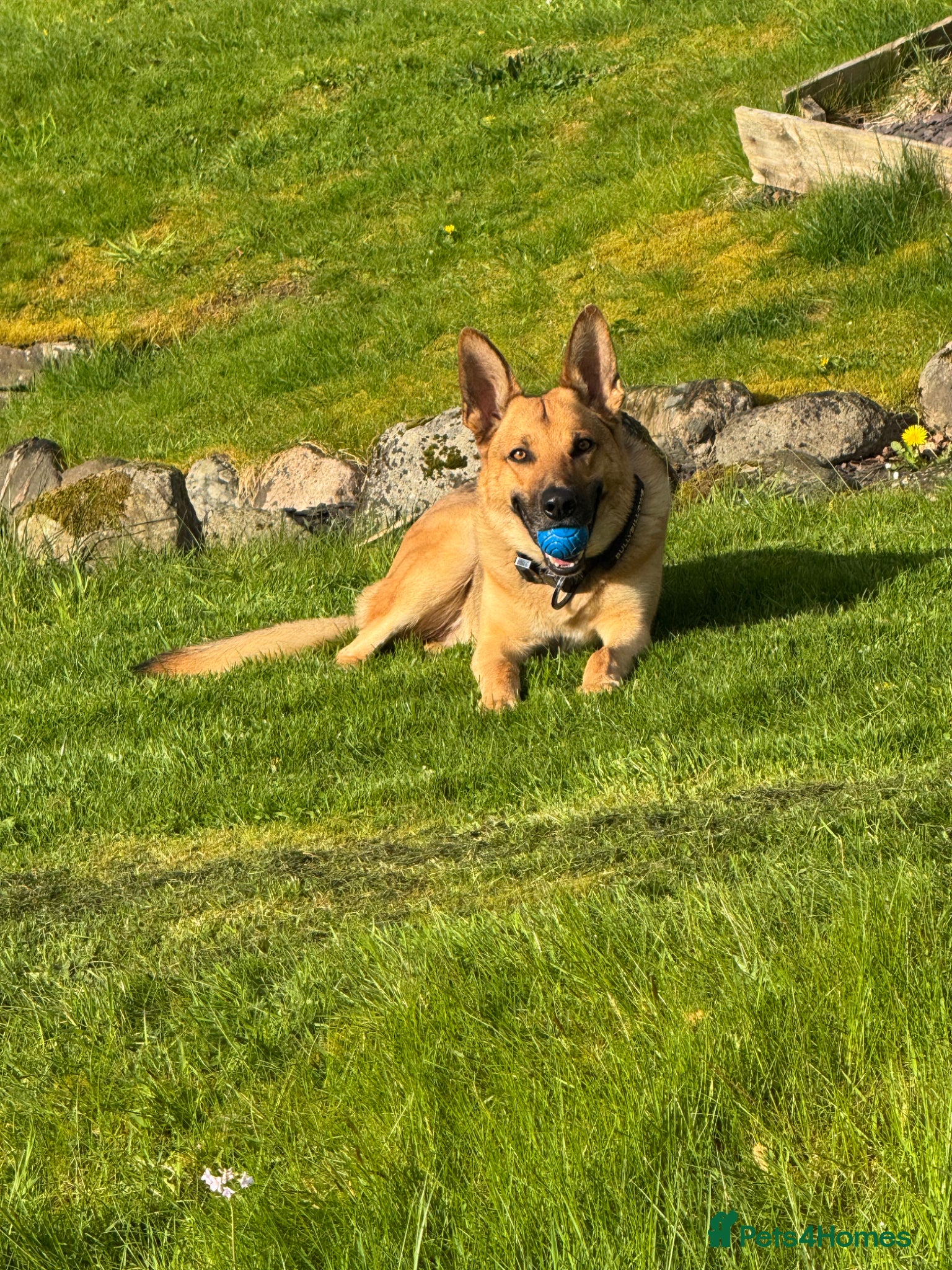 German Shepherd dogs for sale: 3 year old German Shepherd - Advert 2