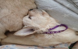 Golden Retriever dogs for sale: Cream golden retriver for sale ONLY 2 Available  - Image 15