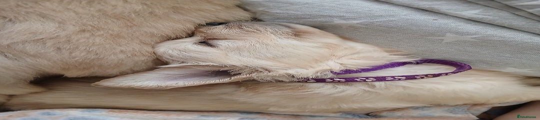 Golden Retriever Puppy 6