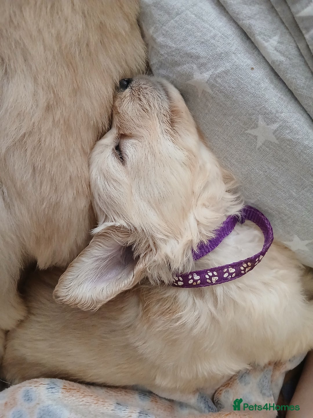 Golden Retriever dogs for sale: Cream golden retriver for sale ONLY 2 Available  - Image 15