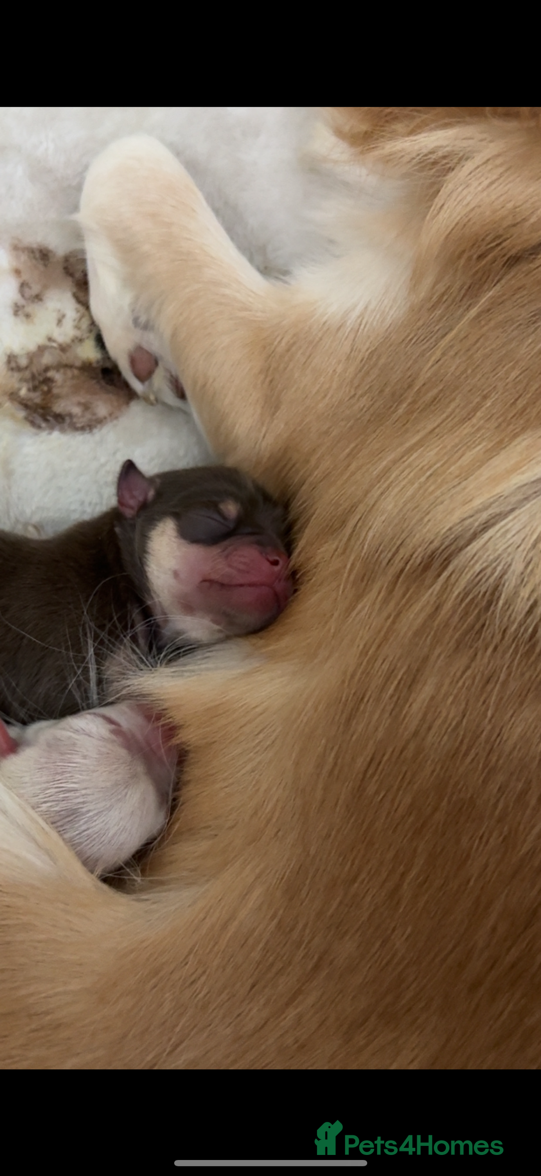 Chihuahua dogs for sale: Beautiful Cream & chocolate tan Chihuahuas! - Advert 15