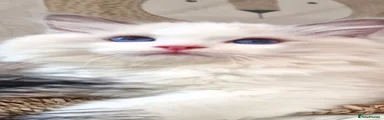 Caspian