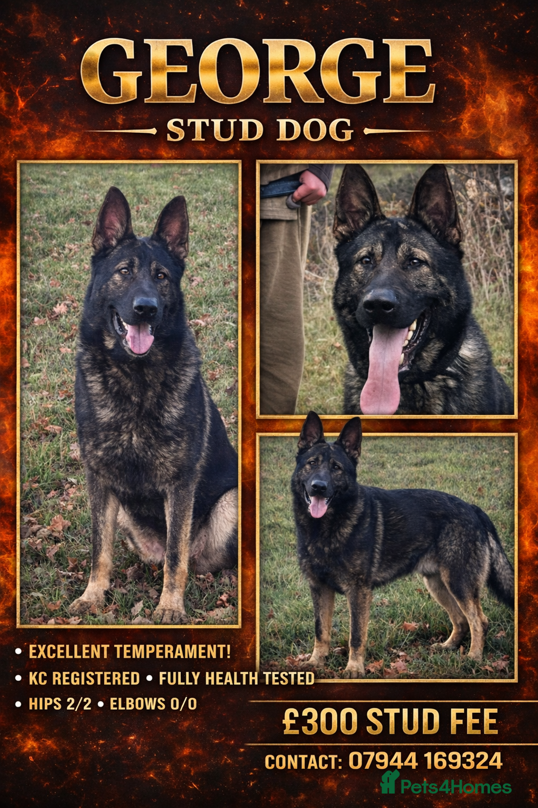 German Shepherd dogs for stud: Fully health tested German shepherd stud - Advert 1