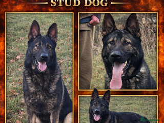 German Shepherd dogs Fully health tested German shepherd stud - Advert 2