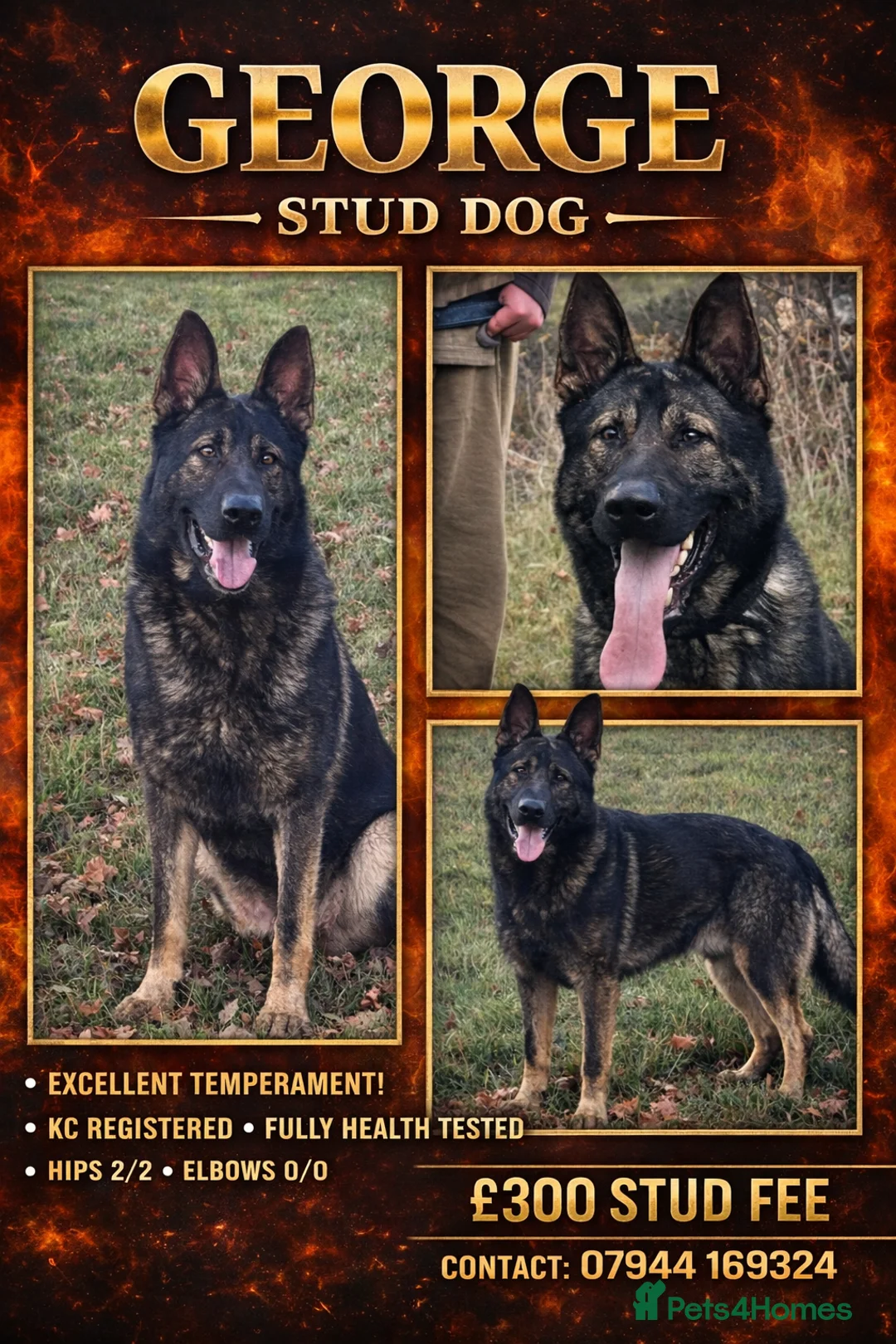 German Shepherd dogs for stud: Beautiful Fully health tested German shepherd stud - Advert 1