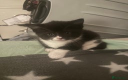 Mixed Breed cats for sale: Adorable Kittens, super cute!  - Image 15