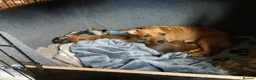 Jack Russell dogs for sale: Broken Coat Tan Jack Russells - Advert 5