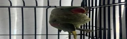 Parrots birds for sale: SEMI TAME AND TALKING BABY ALEXANDRINE PARROTS - Advert 2