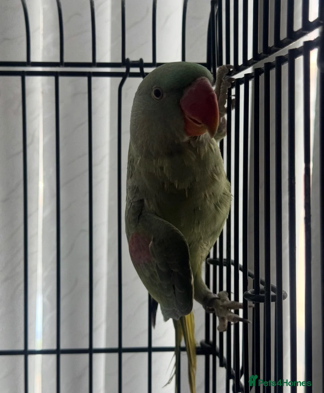 Parrots birds for sale: SEMI TAME AND TALKING BABY ALEXANDRINE PARROTS - Advert 2