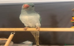 Ringnecks birds for sale: Gorgeous Male HandReared Blue Indian Ringneck £550 - Image 9