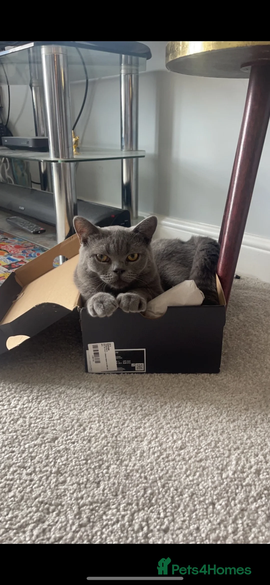 British Shorthair cats for sale: Re homing: Meet Ezra!  - Advert 4
