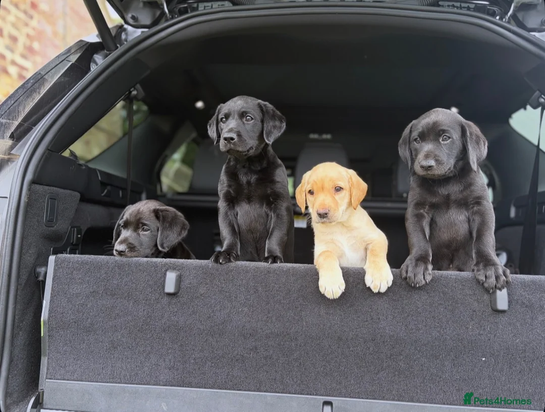 Labrador Retriever dogs for sale: Labrador Bitch Puppy  in Newcastle upon Tyne - Advert 1