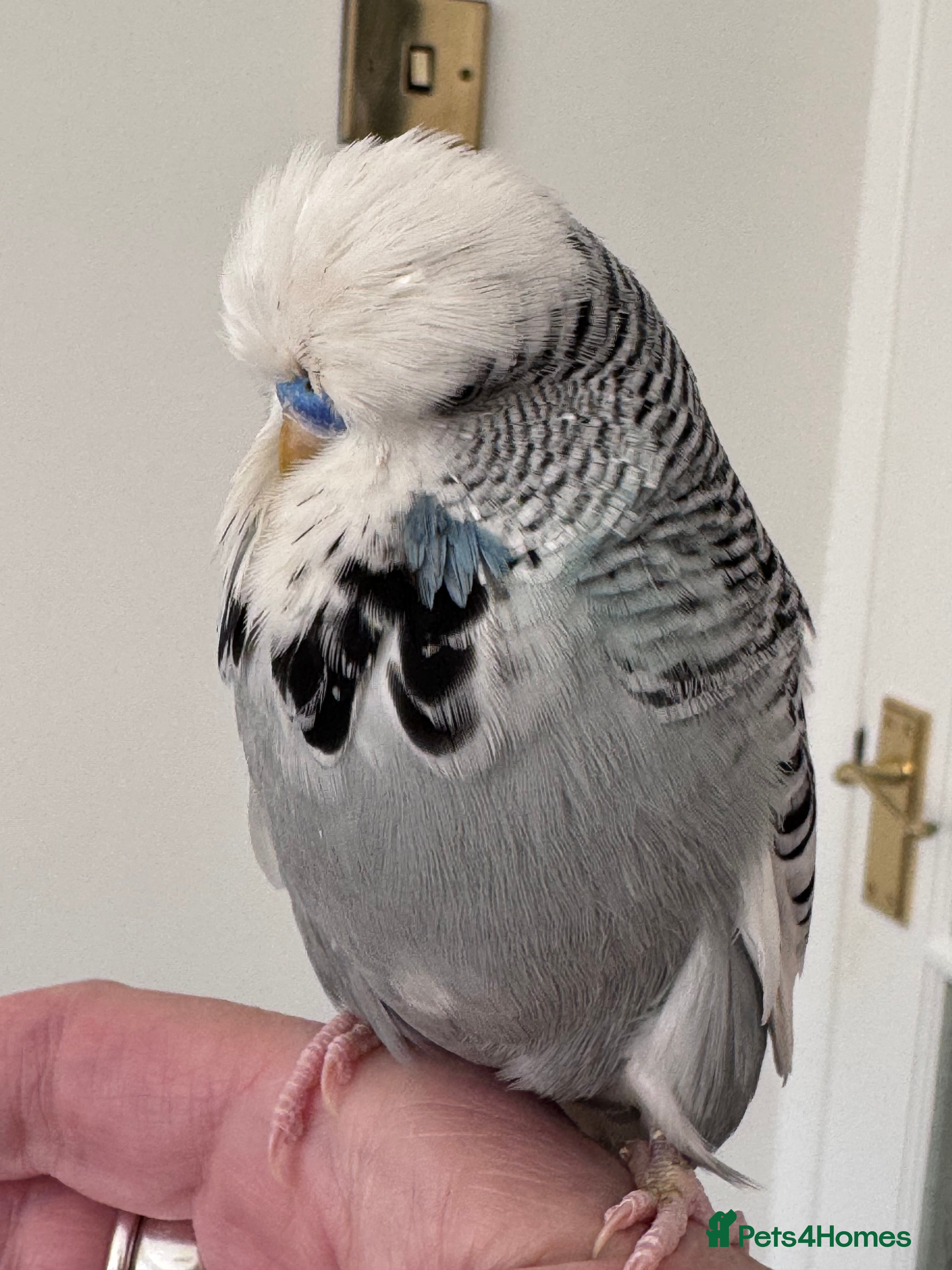 Budgerigars birds Hand Reared Super Tame Exhibition Budgie  - Advert 2