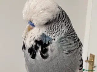 Budgerigars birds Hand Reared Super Tame Exhibition Budgie - Advert 2