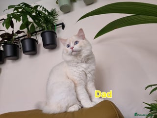 Ragdoll cats Pedegree stuning Ragdoll kittens - Advert 2