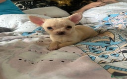 Chihuahua dogs for sale: Beautiful Chihuahua puppies - Image 4