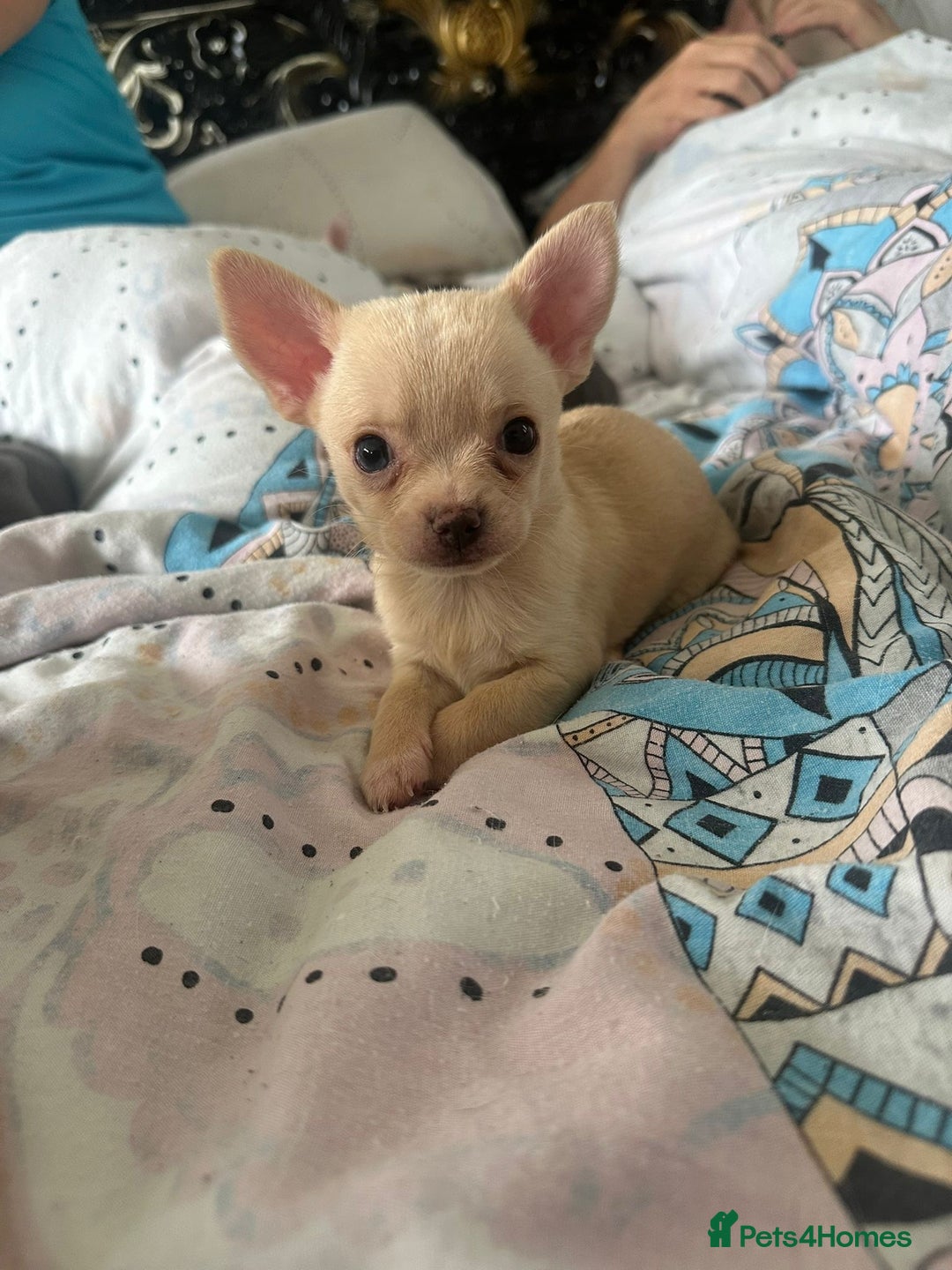 Chihuahua dogs for sale: Beautiful Chihuahua puppies - Image 4