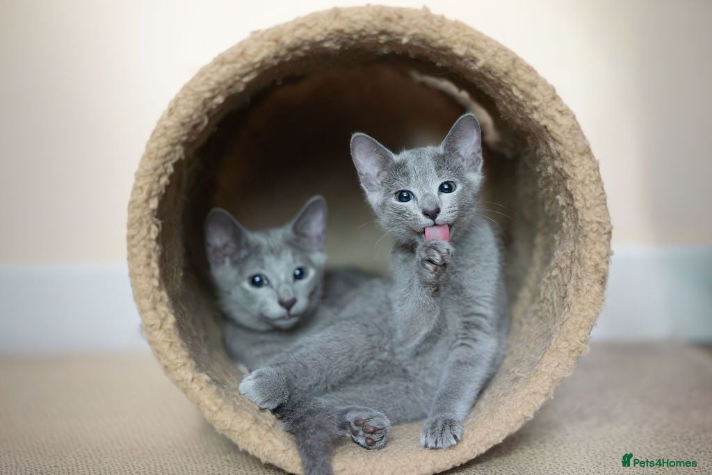 Russian Blue cats TICA Reg Boutique Russian Blue Kittens  - Advert 6