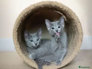 Russian Blue cats TICA Reg Boutique Russian Blue Kittens - Advert 6