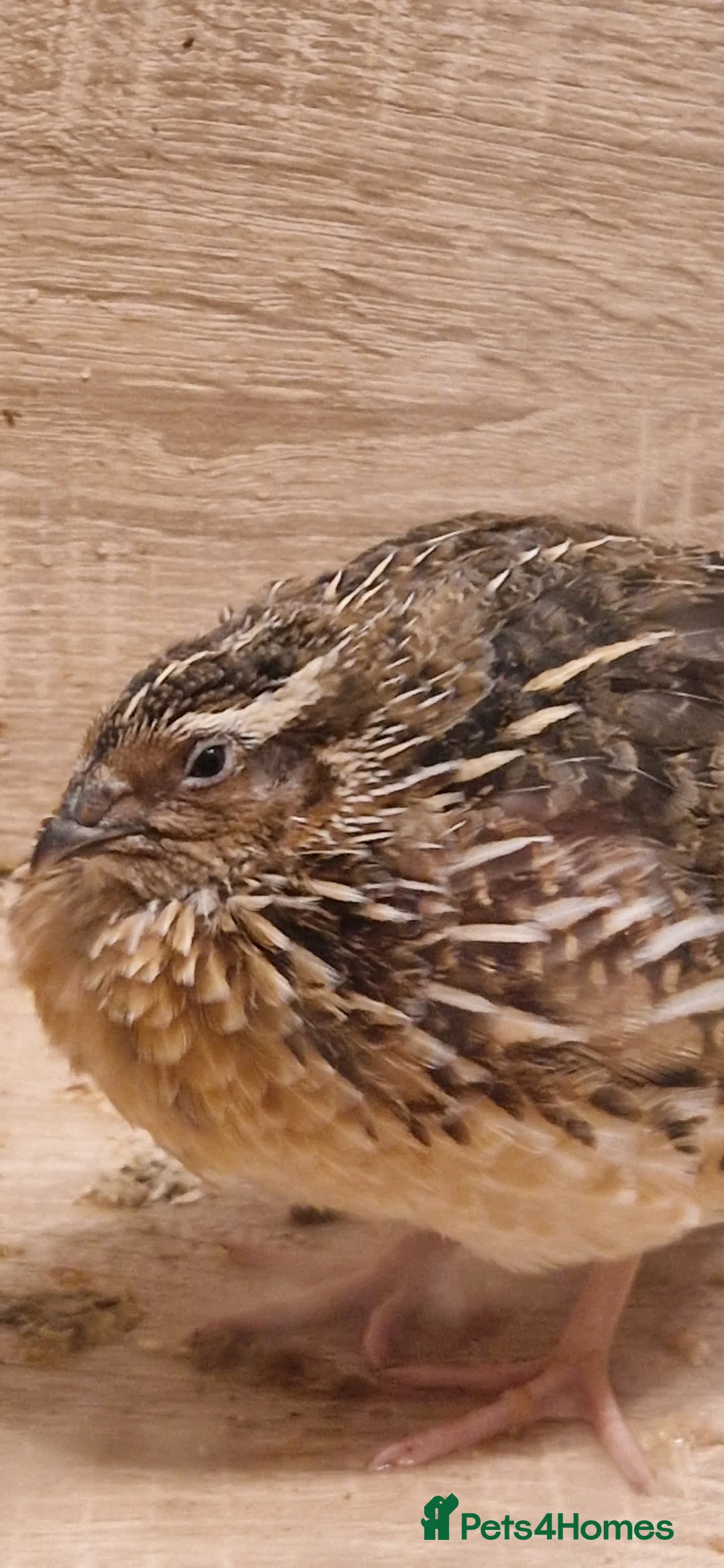 Quail poultry for sale: Japanese coturnix quail in Rushden - Advert 2