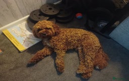 Cavapoo dogs for stud: Proven Cavapoo Stud - Not for sale.  - Image 7