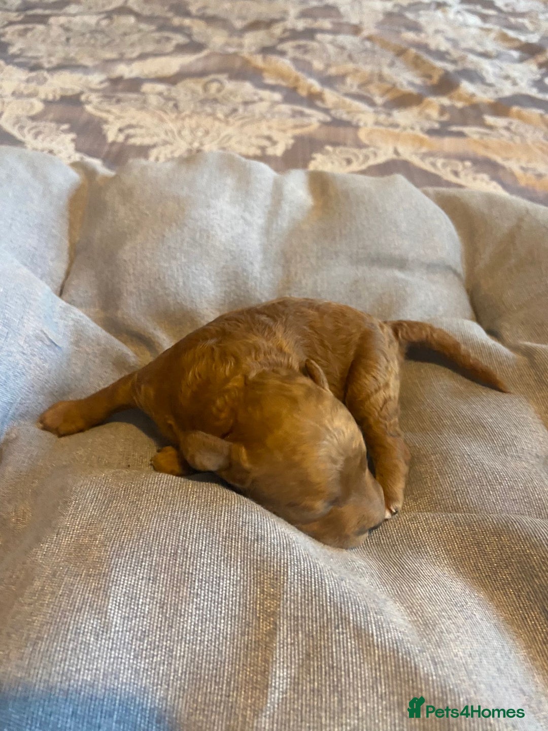 Cockapoo dogs for sale: Beautiful puppies in time for  ** ! 🐶 🥰  **   - Image 19