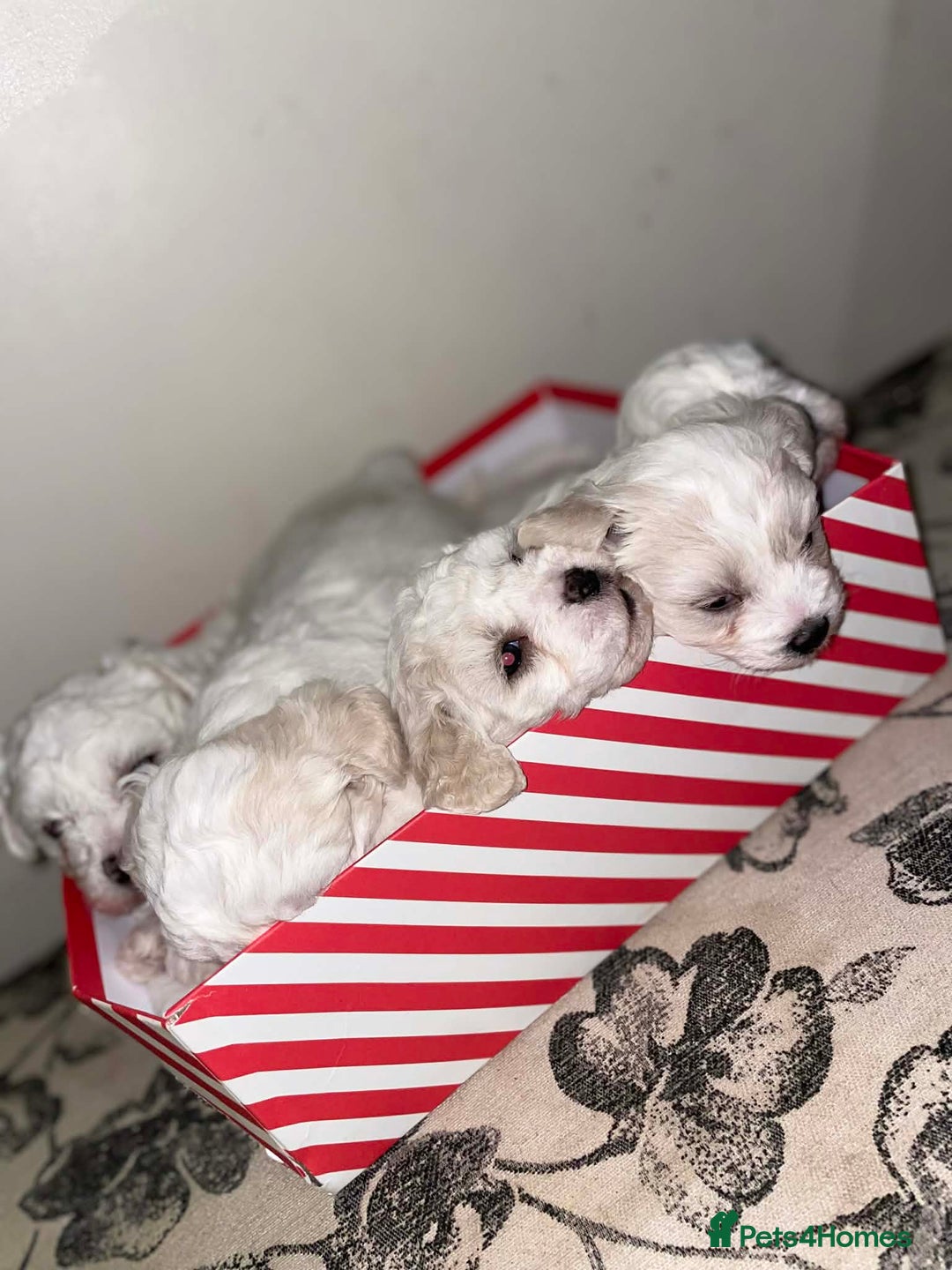 Bichon Frise dogs for sale: Adorable Bichon Puppies Looking! 🐾 - Advert 7