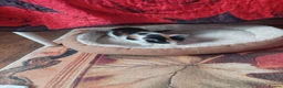 Mixed Breed cats for sale: Beautiful kitten's  - Advert 17