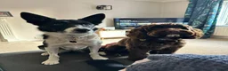 Mixed Breed dogs for sale: Borderpoo Puppies – Border collie x cockapoo in Lichfield - Advert 7