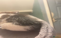 American Shorthair cats for sale: Black white kitten  - Image 3