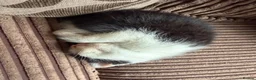 Mixed Breed cats for sale: Black and white male kittens  - Advert 2