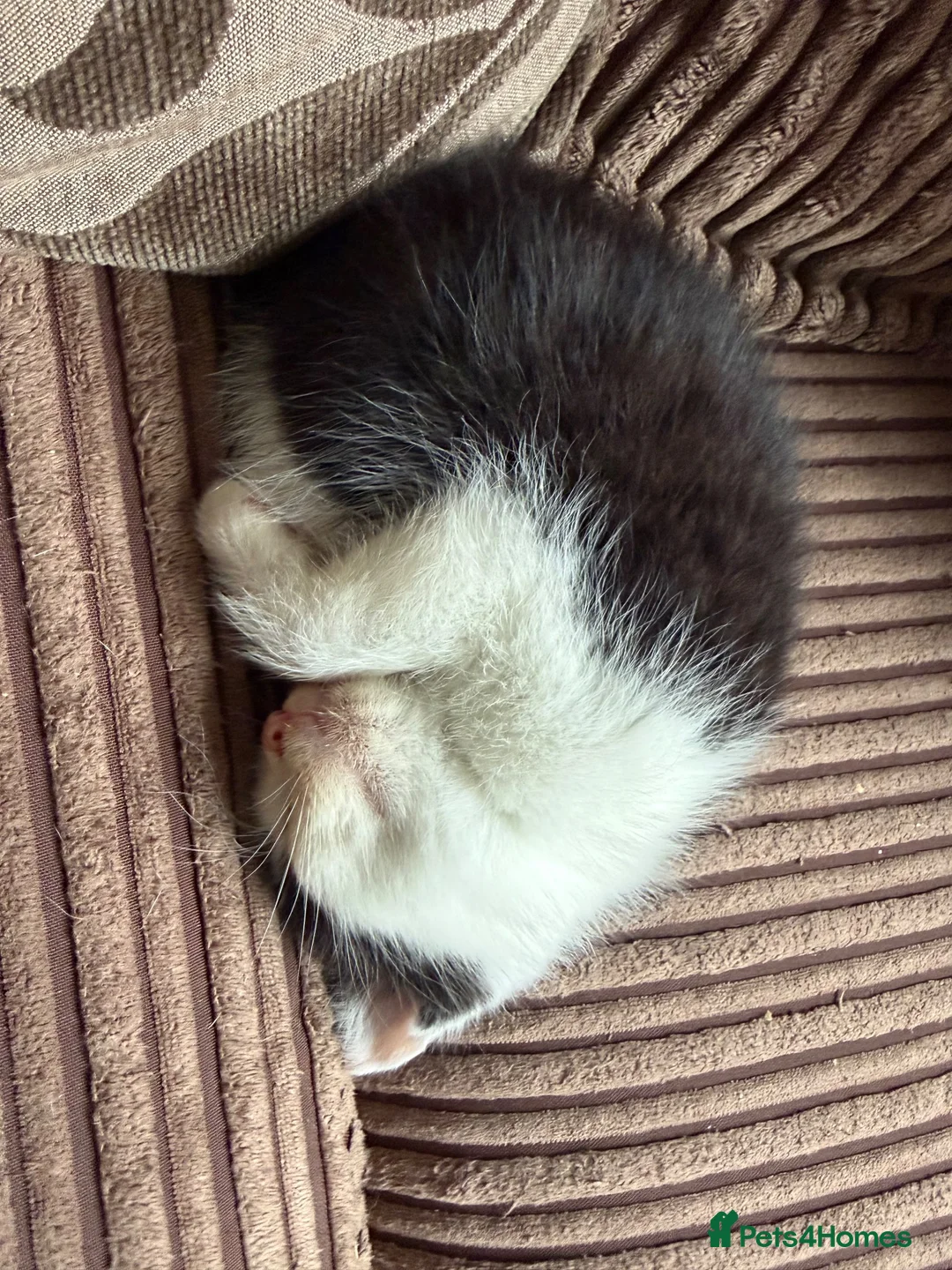 Mixed Breed cats for sale: Black and white male kittens  - Advert 2