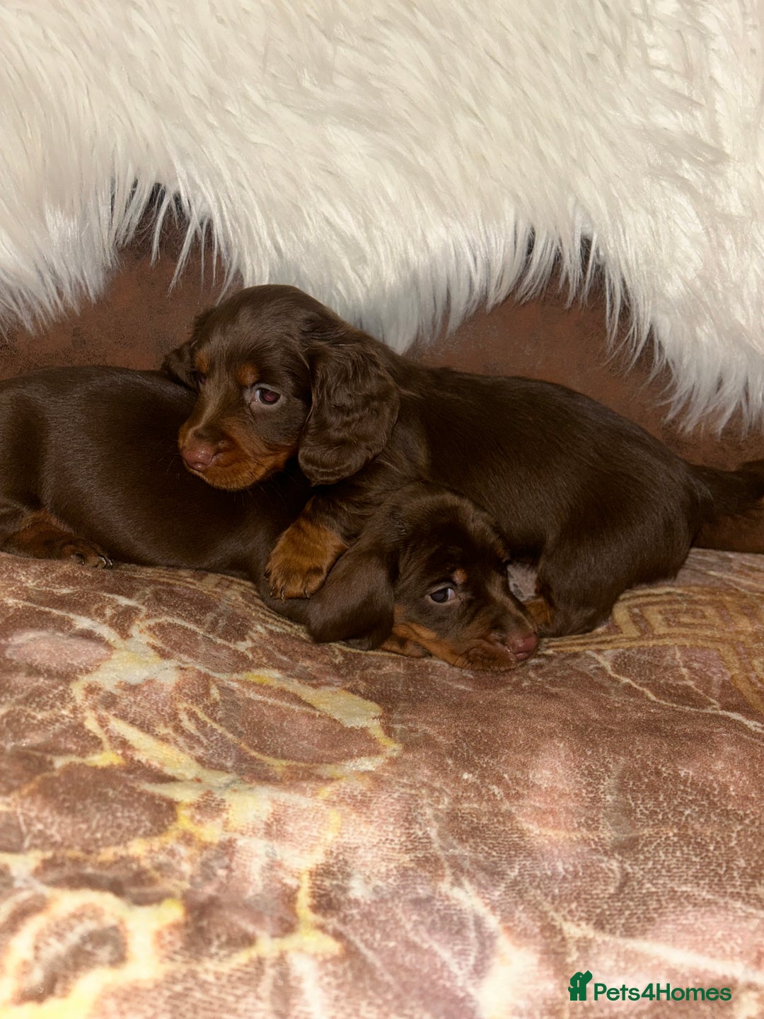 Miniature Dachshund dogs for sale: Miniature Dachshund Puppies - Advert 5