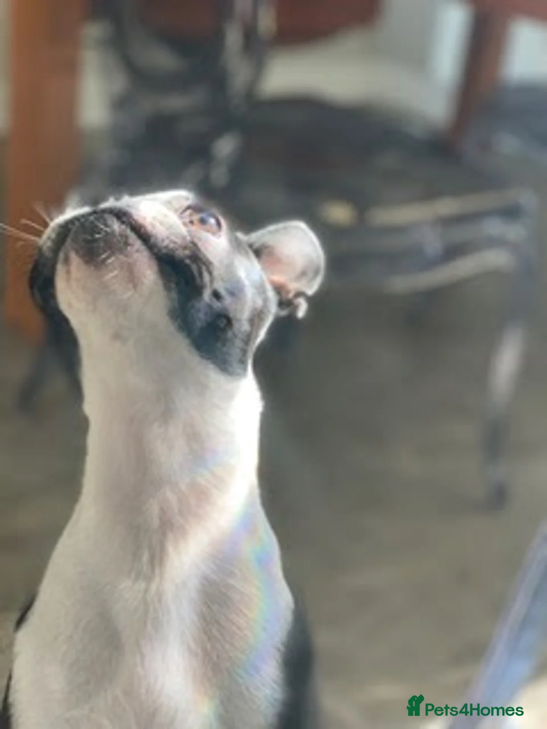 Boston Terrier dogs for stud: Boston Terrier required  - Advert 2