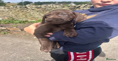 German Shorthaired Pointer dogs - Advert 12
