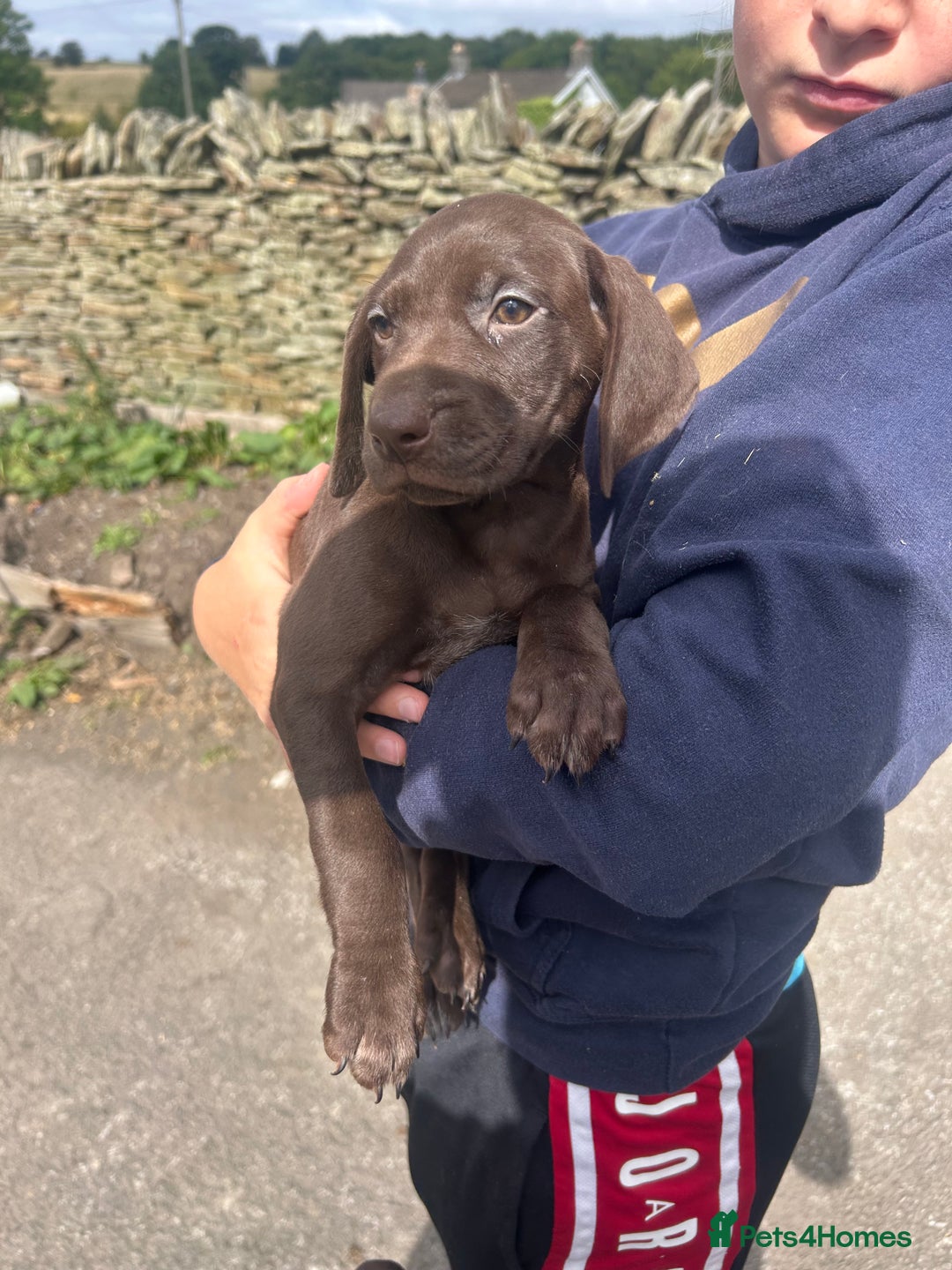 German Shorthaired Pointer dogs for sale: German Shorthaired Pointer Puppies - Image 2