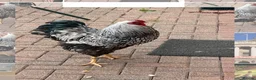 Chickens poultry for sale: Cockerel For Sale - Silver laced Wyandotte in Nottingham - Advert 1