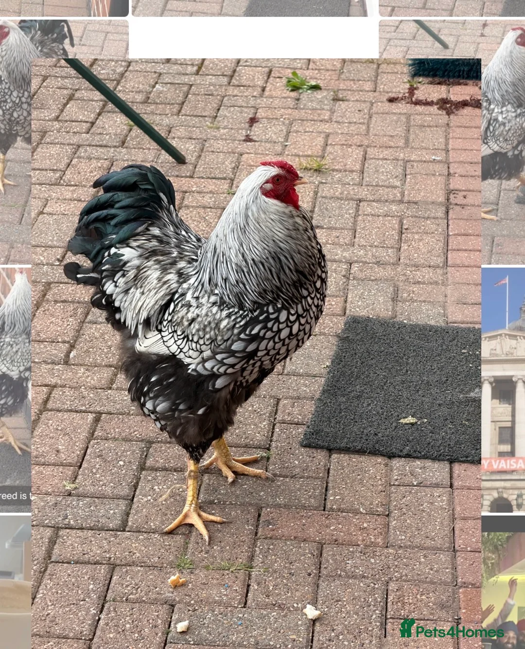 Chickens poultry for sale: Cockerel For Sale - Silver laced Wyandotte in Nottingham - Advert 1