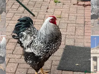 Chickens poultry Cockerel For Sale - Silver laced Wyandotte - Advert 1