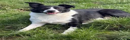 Border Collie dogs for sale: Beautiful 5 year old Collie - Advert 2