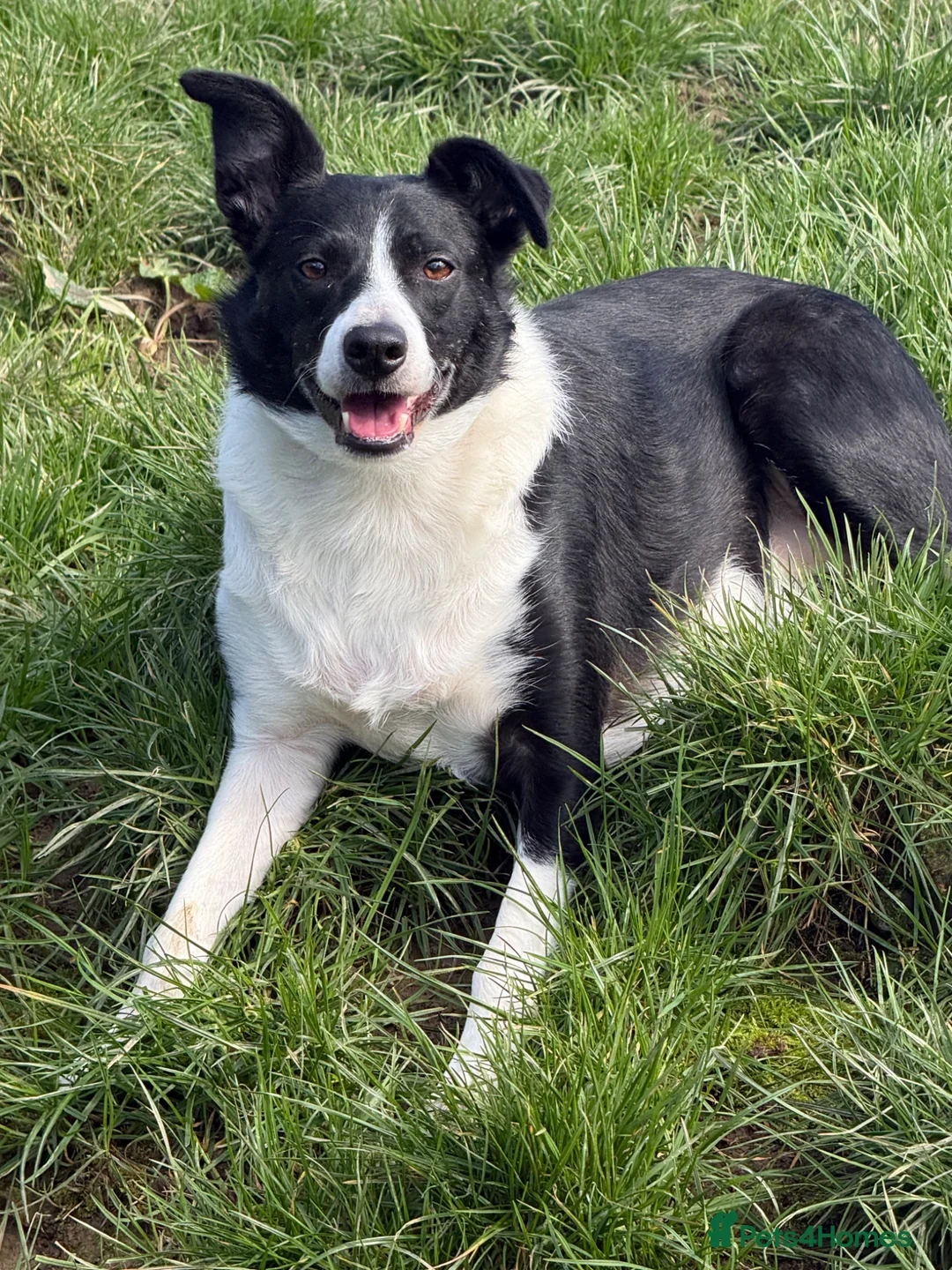 Border Collie dogs for sale: Beautiful 5 year old Collie - Advert 2