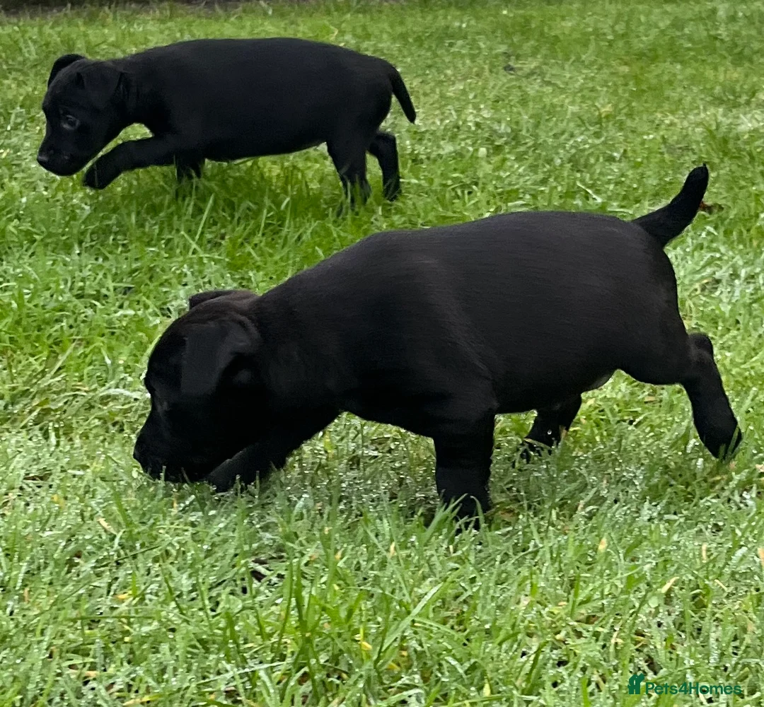 Patterdale Terrier dogs for sale: Patterdale terrier puppies - Advert 12