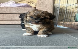 Shihpoo dogs for sale: Gorgeous Shihpoo pups for sale  - Image 10