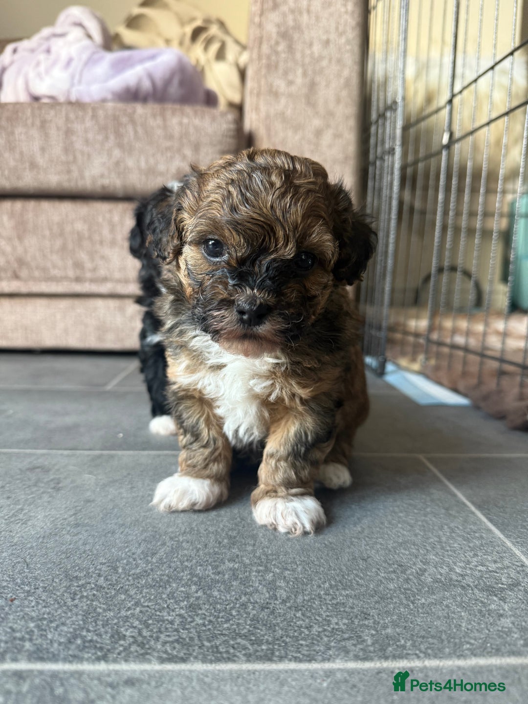 Shihpoo dogs for sale: Gorgeous Shihpoo pups for sale  - Image 10