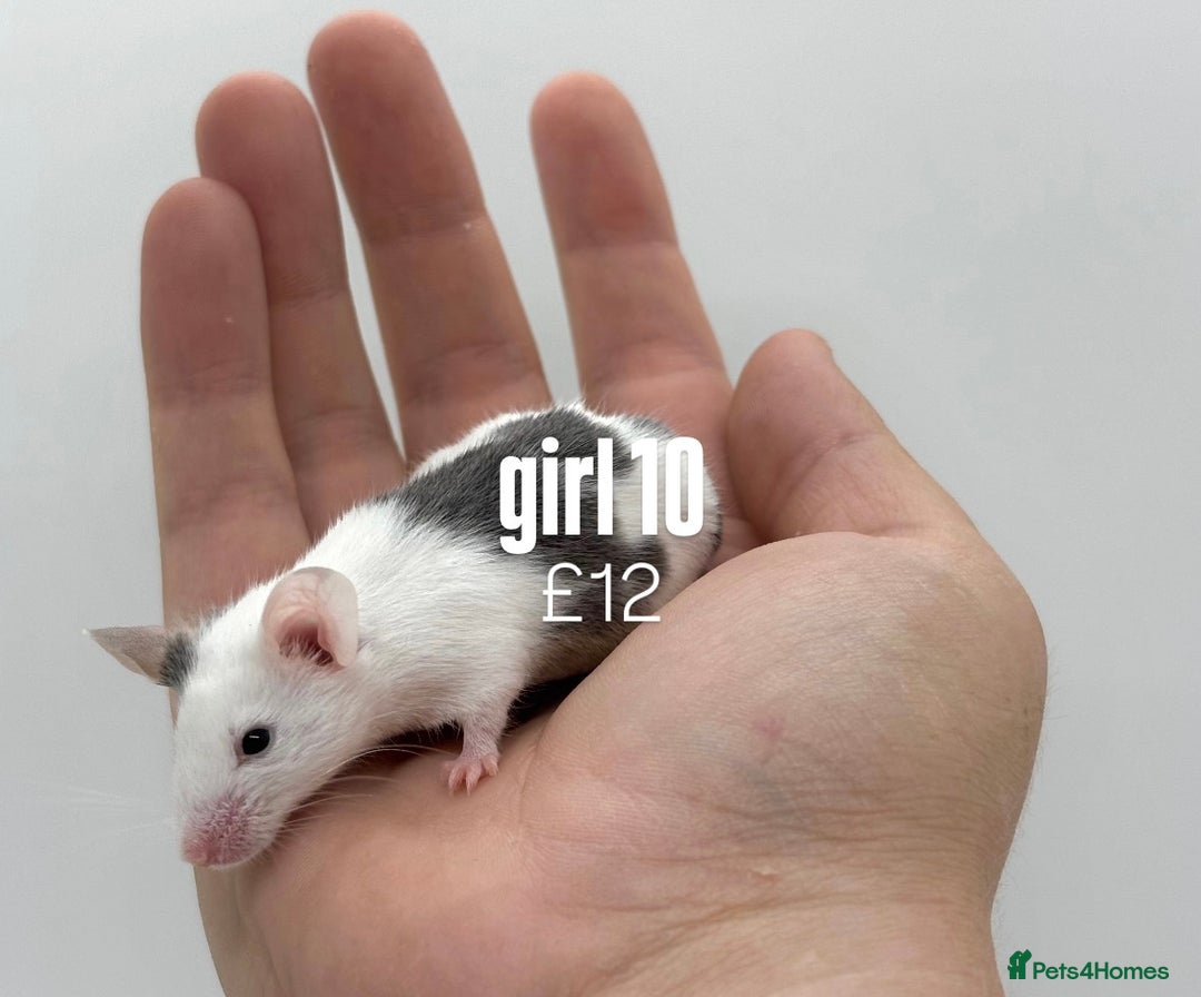 Mouse rodents for sale: fancy mice - (please read the description).  - Image 10