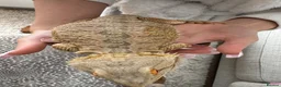 Bearded Dragon reptiles for sale: Bearded dragon  - Advert 2