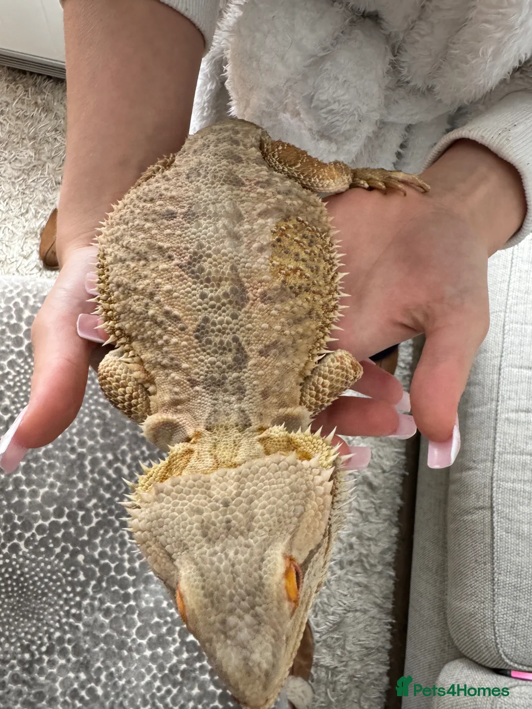 Bearded Dragon reptiles for sale: Bearded dragon  - Advert 2
