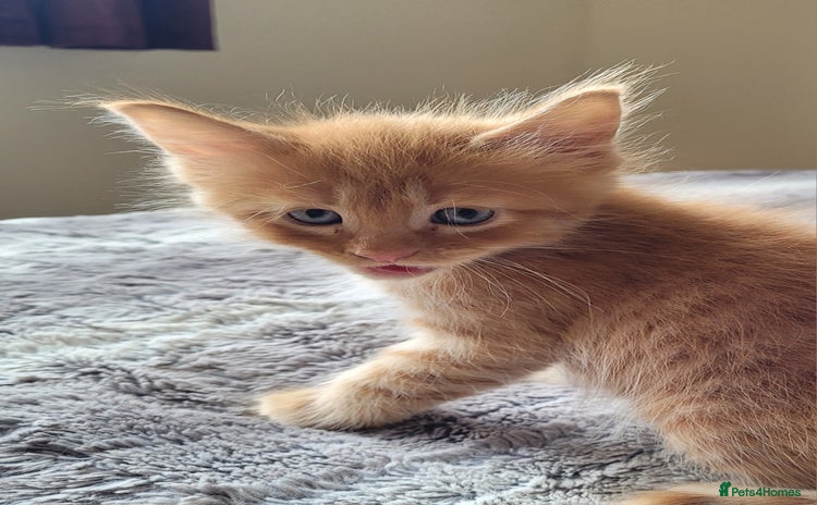 Maine Coon cats - Advert 7