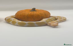 Python Snake reptiles for sale: Ball pythons for sale - Image 2